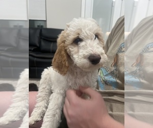 Goldendoodle Puppy for sale in BELLA VISTA, AR, USA