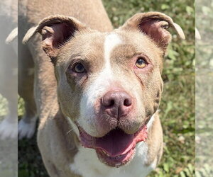 Mutt Dogs for adoption in Jefferson, WI, USA