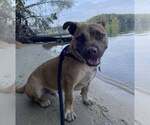 Small #12 Boxer-Pembroke Welsh Corgi Mix