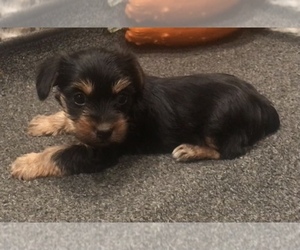 Yorkshire Terrier Puppy for sale in MOUNT CARMEL, PA, USA