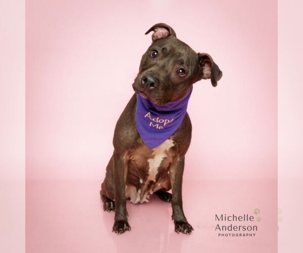 Medium Photo #2 Mutt Puppy For Sale in Corona, CA, USA