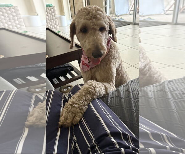 Medium Photo #3 Poodle (Standard) Puppy For Sale in Valrico, FL, USA