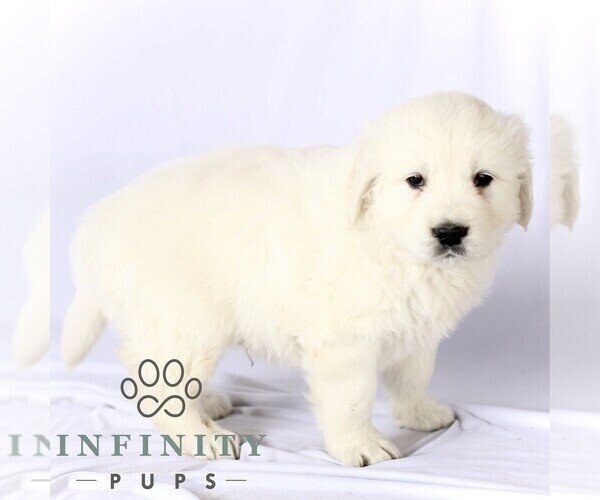 Medium Photo #3 English Cream Golden Retriever Puppy For Sale in GORDONVILLE, PA, USA