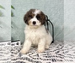 Small #5 Miniature Bernedoodle