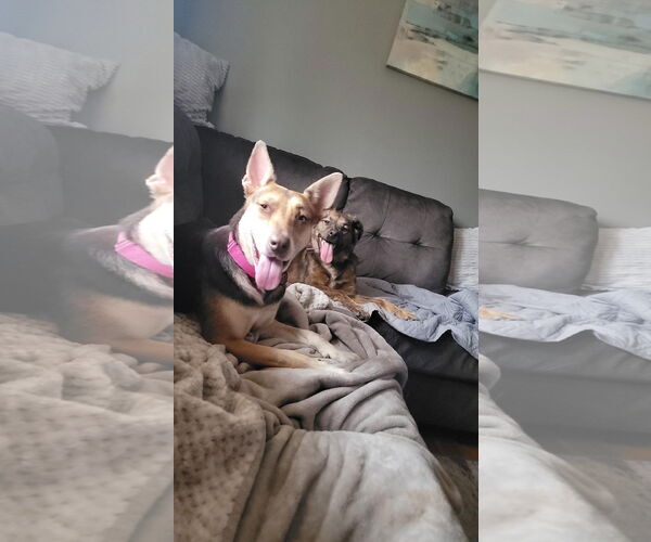 Medium Photo #1 German Shepherd Dog-Unknown Mix Puppy For Sale in Shillington, PA, USA