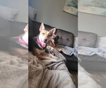 Small German Shepherd Dog Mix