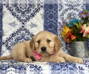 Golden Retriever Puppy for sale in LANCASTER, PA, USA
