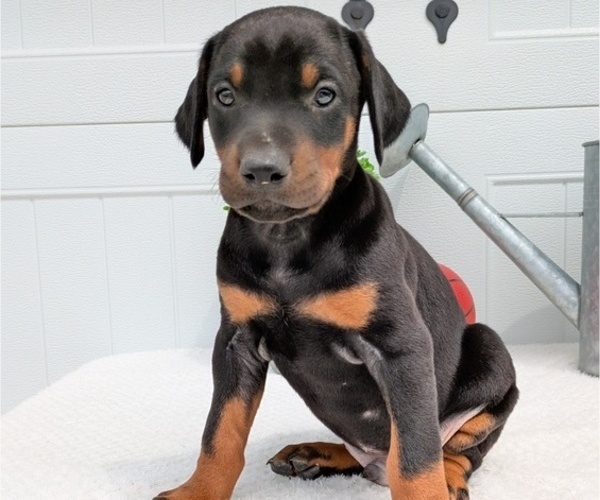 Medium Photo #41 Doberman Pinscher Puppy For Sale in GOSHEN, IN, USA