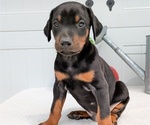 Small Photo #41 Doberman Pinscher Puppy For Sale in GOSHEN, IN, USA