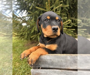 Rottweiler Puppy for sale in MIDDLEBURY, IN, USA