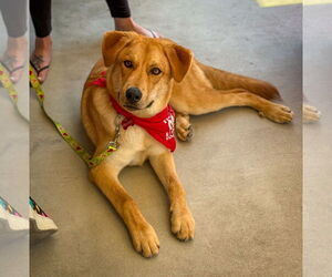 Labrador Retriever-Unknown Mix Dogs for adoption in San Diego, CA, USA