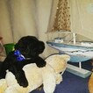 Small Photo #12 Goldendoodle Puppy For Sale in NEW BERN, NC, USA