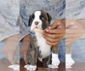 Boxer Puppy for sale in CHULA VISTA, CA, USA