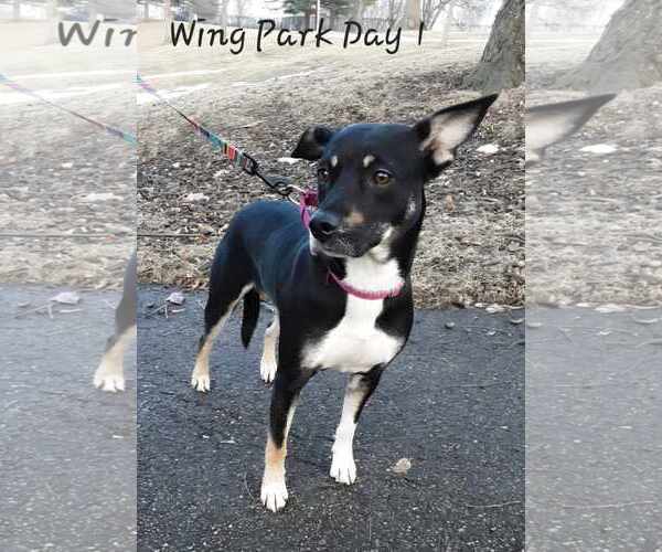 Medium Photo #2 Labrador Retriever-Unknown Mix Puppy For Sale in GILBERTS, IL, USA