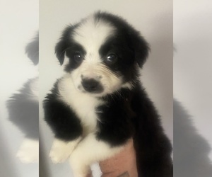 Border Collie-Miniature Australian Shepherd Mix Puppy for sale in CINNAMINSON, NJ, USA