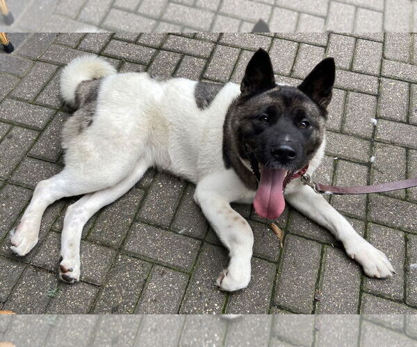 Medium Photo #14 Akita-Unknown Mix Puppy For Sale in Princeton, MN, USA