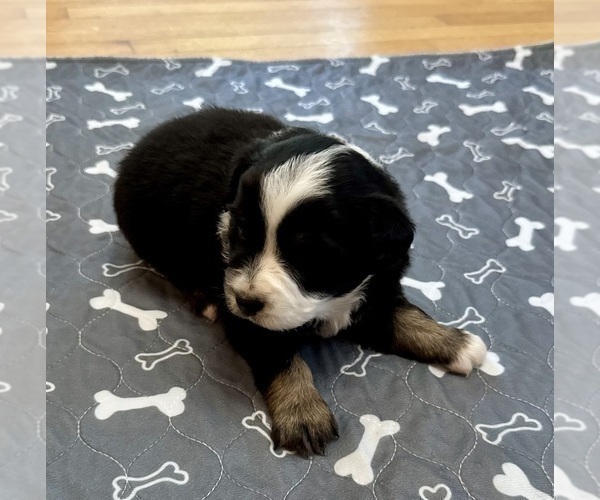 Medium Photo #14 Australian Shepherd Puppy For Sale in SALISBURY, NC, USA