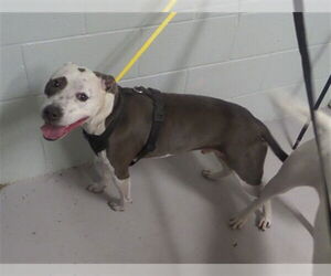 Mutt Dogs for adoption in Augusta, GA, USA