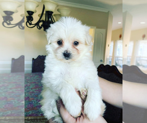 Maltese Puppy for sale in PLANO, TX, USA