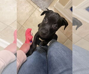 Labrador Retriever-Unknown Mix Dogs for adoption in New Orleans, LA, USA