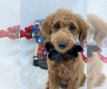 Small Photo #14 Goldendoodle (Miniature) Puppy For Sale in BULLARD, TX, USA