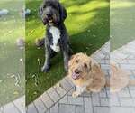 Small #2 Labradoodle