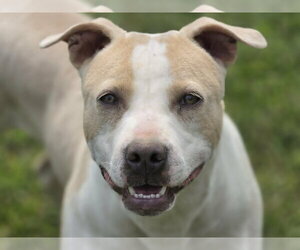 Mutt Dogs for adoption in Cookeville, TN, USA