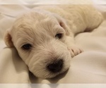 Small Photo #35 Bichon Frise Puppy For Sale in ORLANDO, FL, USA