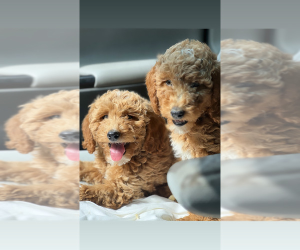Medium Photo #4 Goldendoodle Puppy For Sale in WOODSTOCK, IL, USA