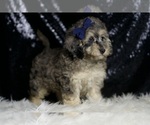 Small #3 Poodle (Miniature)