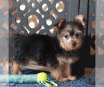 Small #1 Yorkshire Terrier