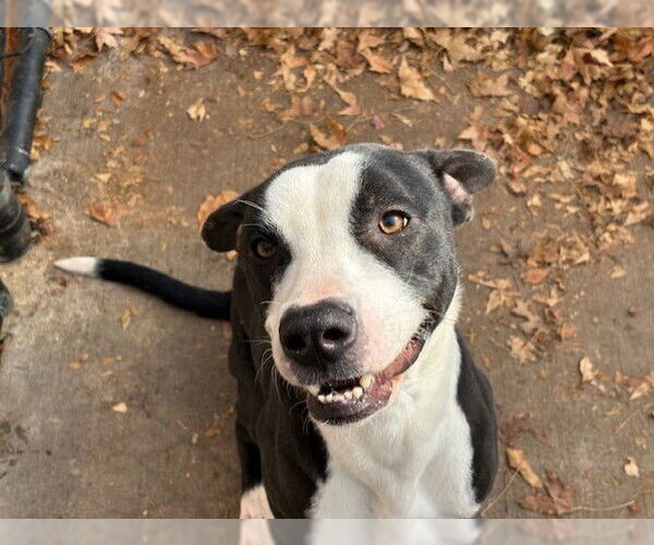 Medium Photo #2 Mutt Puppy For Sale in Tulsa, OK, USA