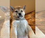 Small #10 Shiba Inu