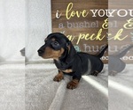 Dalton - Male Dachshund Puppy for Sale - Photo #6