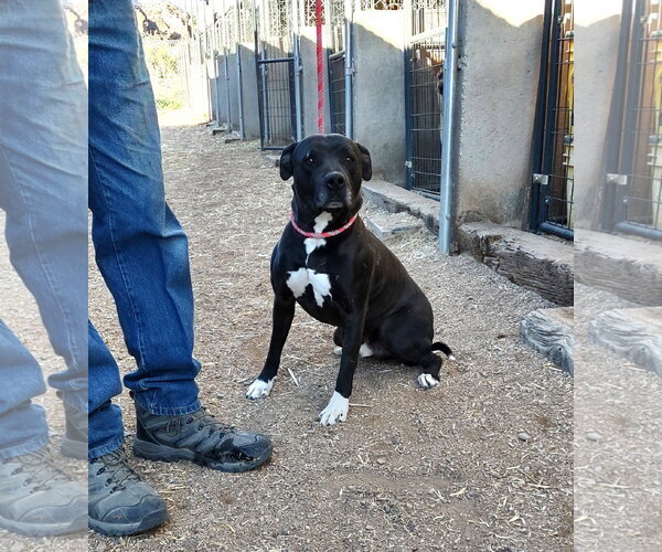 Medium Photo #1 American Staffordshire Terrier Puppy For Sale in Golden Valley, AZ, USA