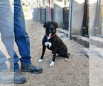 Konan - Male American Staffordshire Terrier Dog for Adoption - Small photo