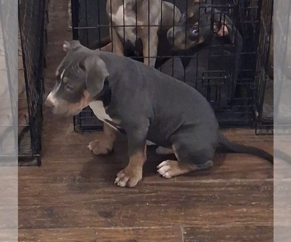 Medium Photo #6 American Bully Puppy For Sale in TRENTON, NJ, USA