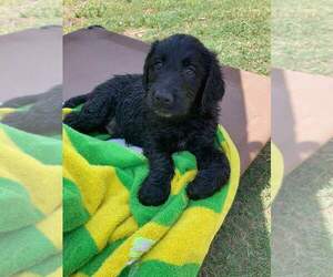 Labradoodle Puppy for sale in SNEADS FERRY, NC, USA