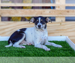 Puppy Lucy Jack Russell Terrier-Pomsky Mix