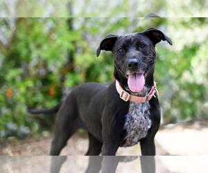 Plott Hound-Unknown Mix Dogs for adoption in Tavares, FL, USA