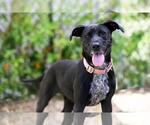 Small Plott Hound Mix