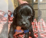 Small Photo #16 Doodle-Goldendoodle Mix Puppy For Sale in FAISON, NC, USA