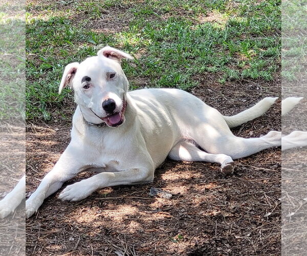 Medium Photo #2 Labrador Retriever-white german shepherd Mix Puppy For Sale in Milner, GA, USA