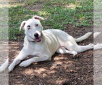 Small #1 Labrador Retriever-white german shepherd Mix