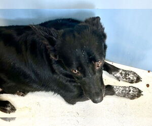 Mutt Dogs for adoption in Pampa, TX, USA