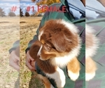 Small Photo #8 Australian Shepherd Puppy For Sale in CLARKSVILLE, TX, USA