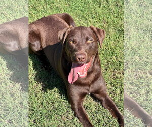 Apollo - Male Labrador Retriever-Unknown Mix Dog for Adoption - Photo #3