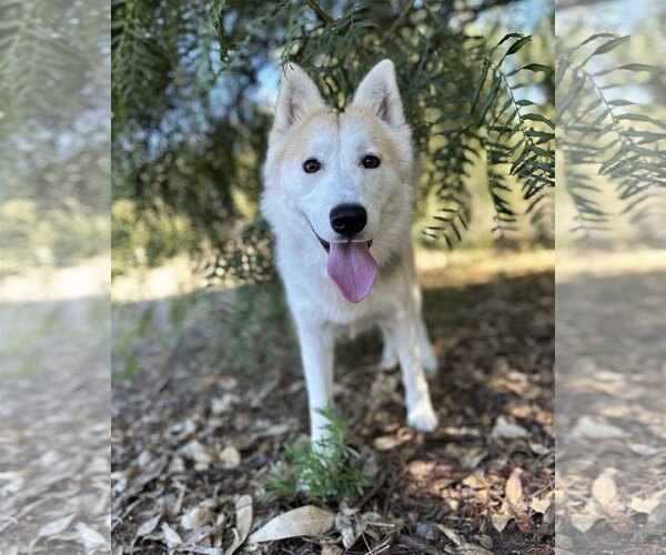 Medium Photo #1 German Shepherd Dog-Huskies  Mix Puppy For Sale in San Diego, CA, USA