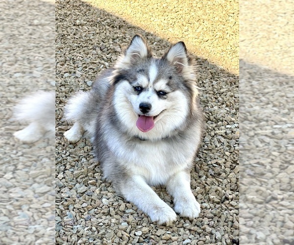 Medium Photo #1 Pomsky Puppy For Sale in CAVE CREEK, AZ, USA