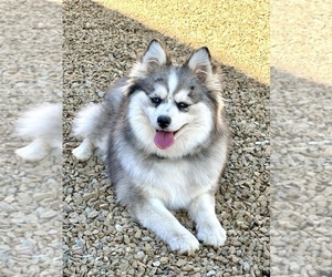 Mother of the Pomsky puppies born on 05/22/2025